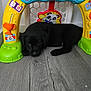 puppy, dog, black_dog, toy, plastic_toy, floor, wood_floor, indoor, pet, animal, cute, resting, play, colorful, home, arch, young_dog, mammal, small_dog, relaxed
