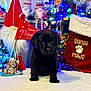Lady Fell is registered to the contest to win money with this photo: puppy, dog, black_dog, christmas, holiday, stocking, santa_paws, gnome, decorations, lights, festive, tree, toy, blanket, cute, indoor, seasonal, holiday_decor, pet, winter