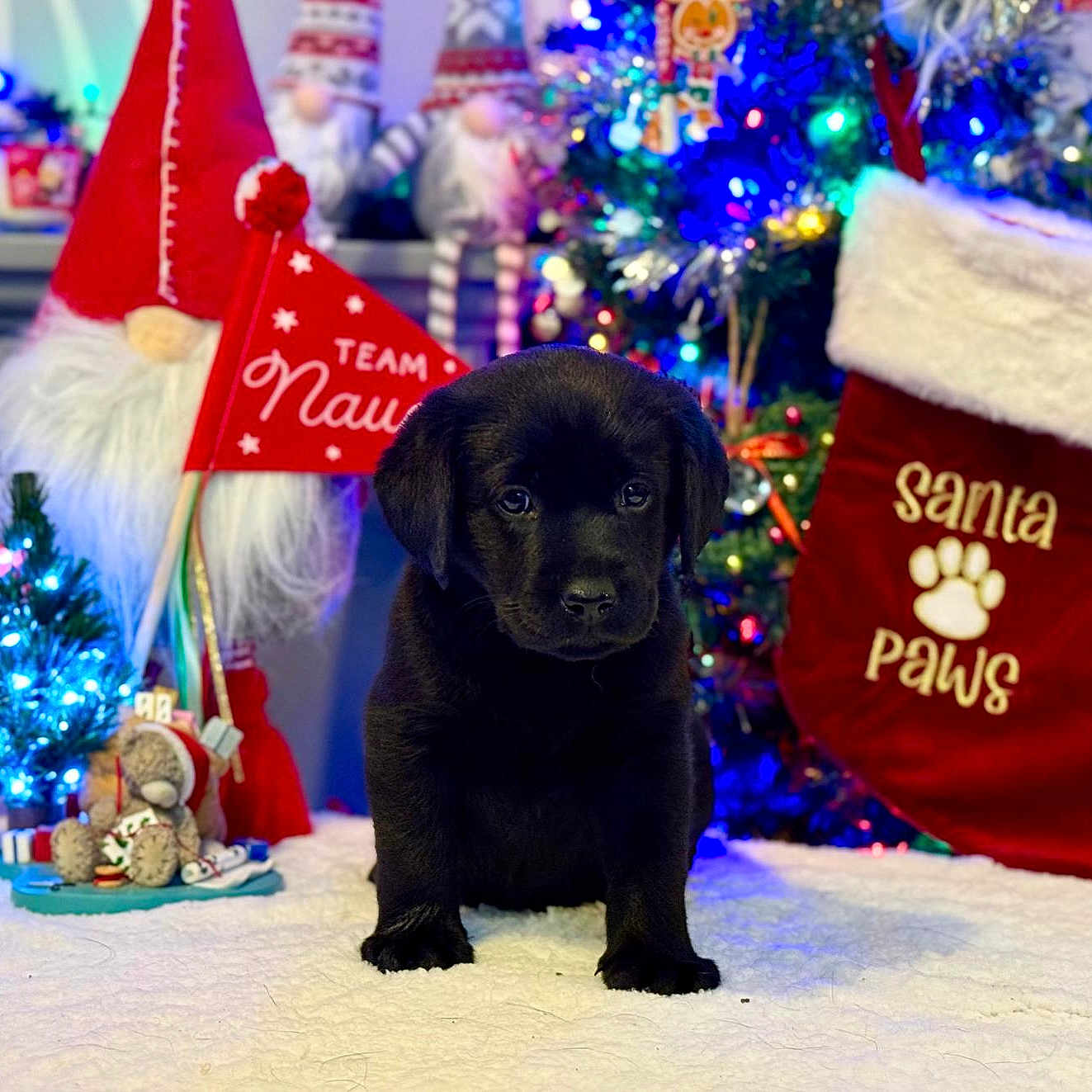 Lady Fell is registered to the contest to win money with this photo: black_dog, blanket, christmas, cute, decorations, dog, festive, gnome, holiday, holiday_decor, indoor, lights, pet, puppy, santa_paws, seasonal, stocking, toy, tree, winter