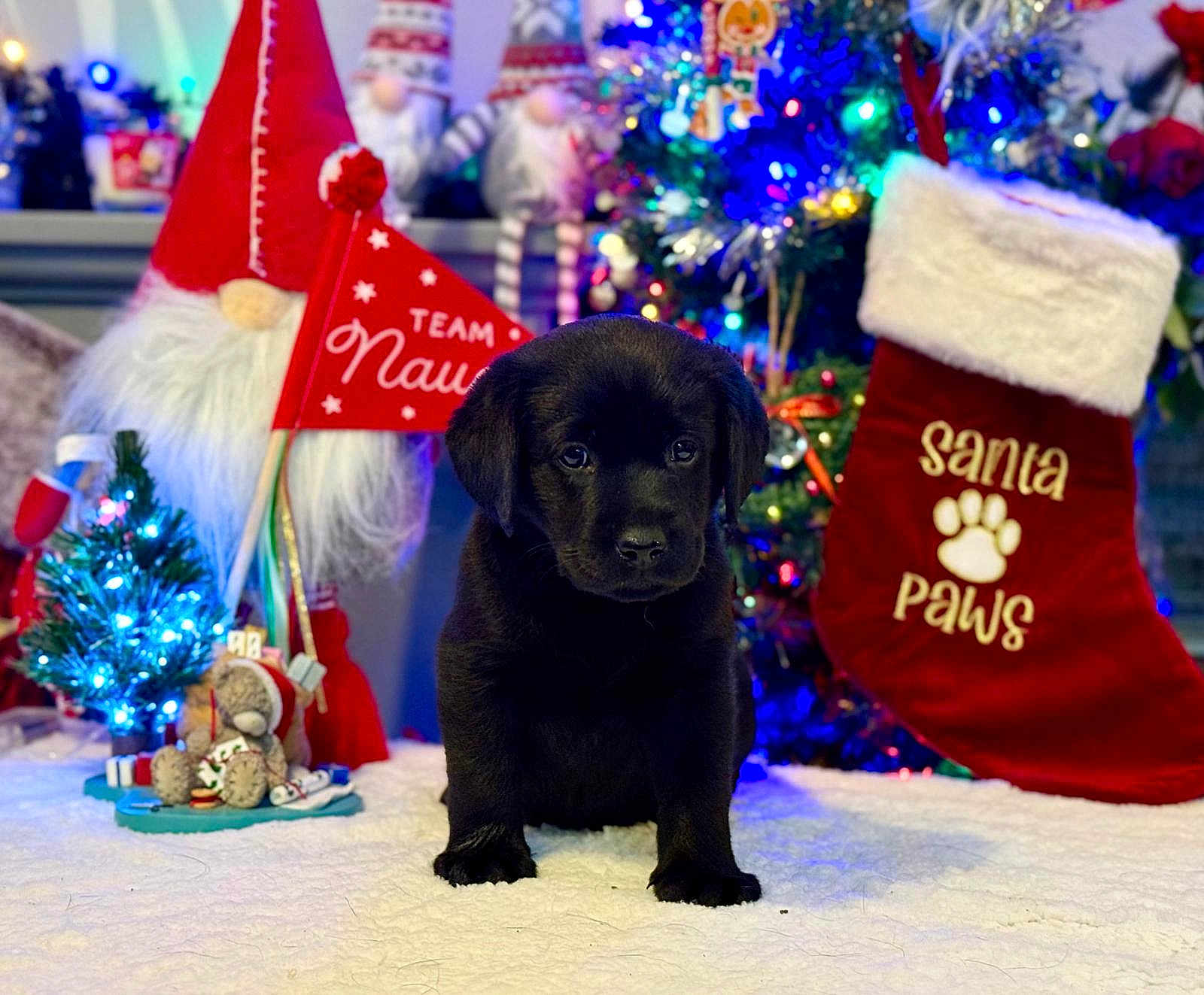 Lady Fell is registered to the contest to win money with this photo: puppy, dog, black_dog, christmas, holiday, stocking, santa_paws, gnome, decorations, lights, festive, tree, toy, blanket, cute, indoor, seasonal, holiday_decor, pet, winter