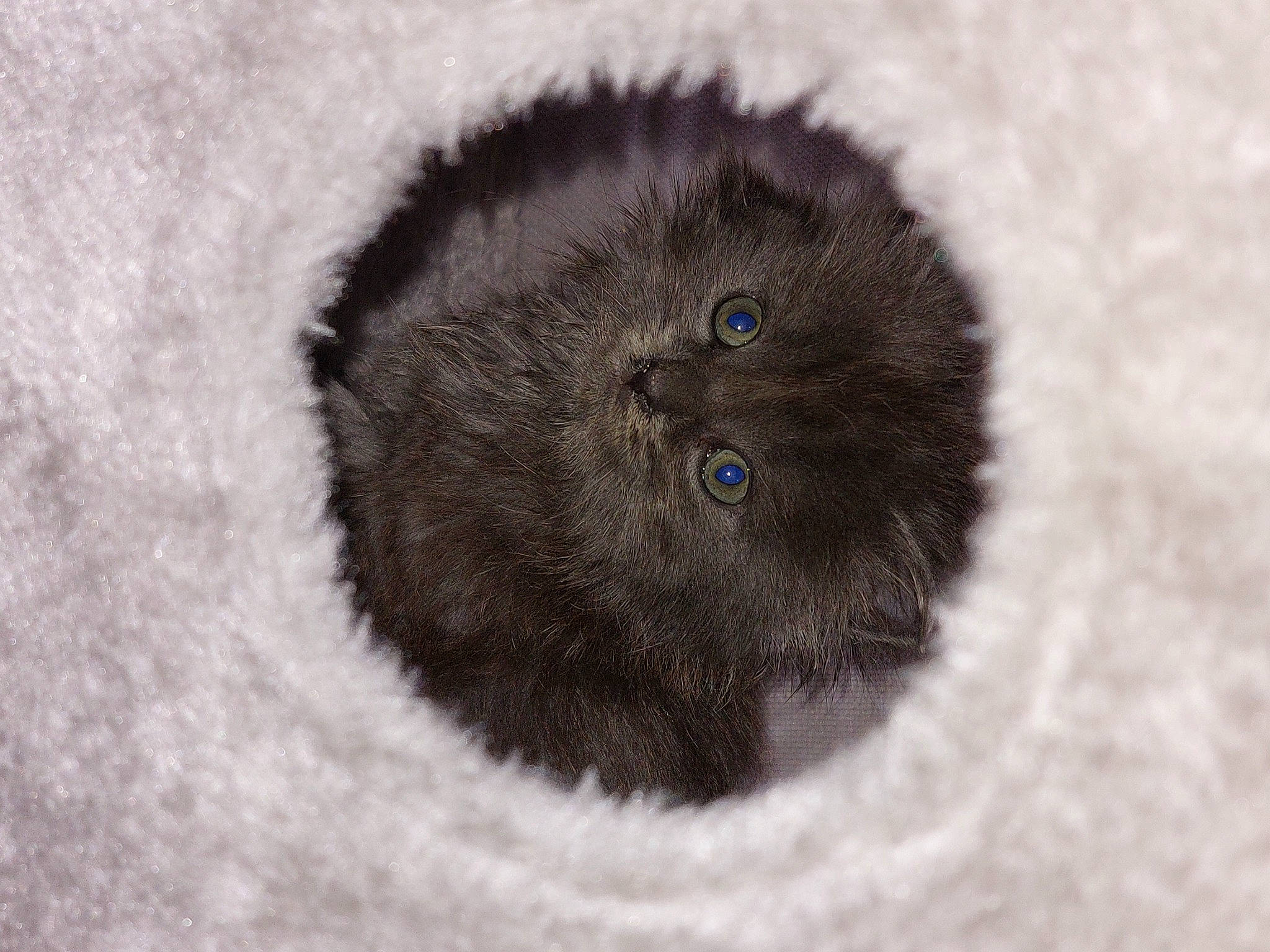 Sapphire joined the competition — help win amazing prizes! british_longhair, canidae, carnivore, cat, felidae, fur, grey, monochrome, monochrome_photography, small_to_medium_sized_cats, terrestrial_animal, whiskers, wool