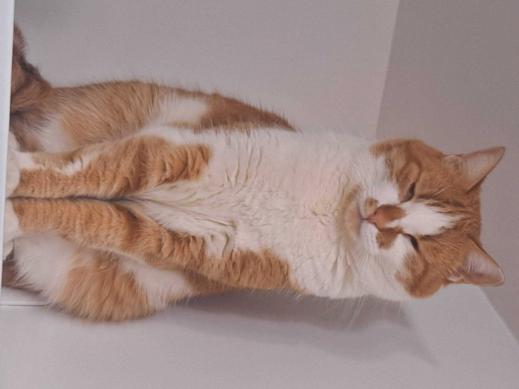 Maxou a rejoint le concours — aidez-le/la à gagner de superbes lots ! carnivore, cat, claw, comfort, domestic_short_haired_cat, fawn, felidae, foot, fur, nap, paw, sleep, small_to_medium_sized_cats, snout, tail, whiskers