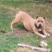 Harley a rejoint le concours — aidez-le/la à gagner de superbes lots ! alert, animal, bone, canine, collar, curious, dog, ears, grass, ground, muzzle, nature, outdoor, paw, pet, playful, stick, stretching, tan_dog, yard