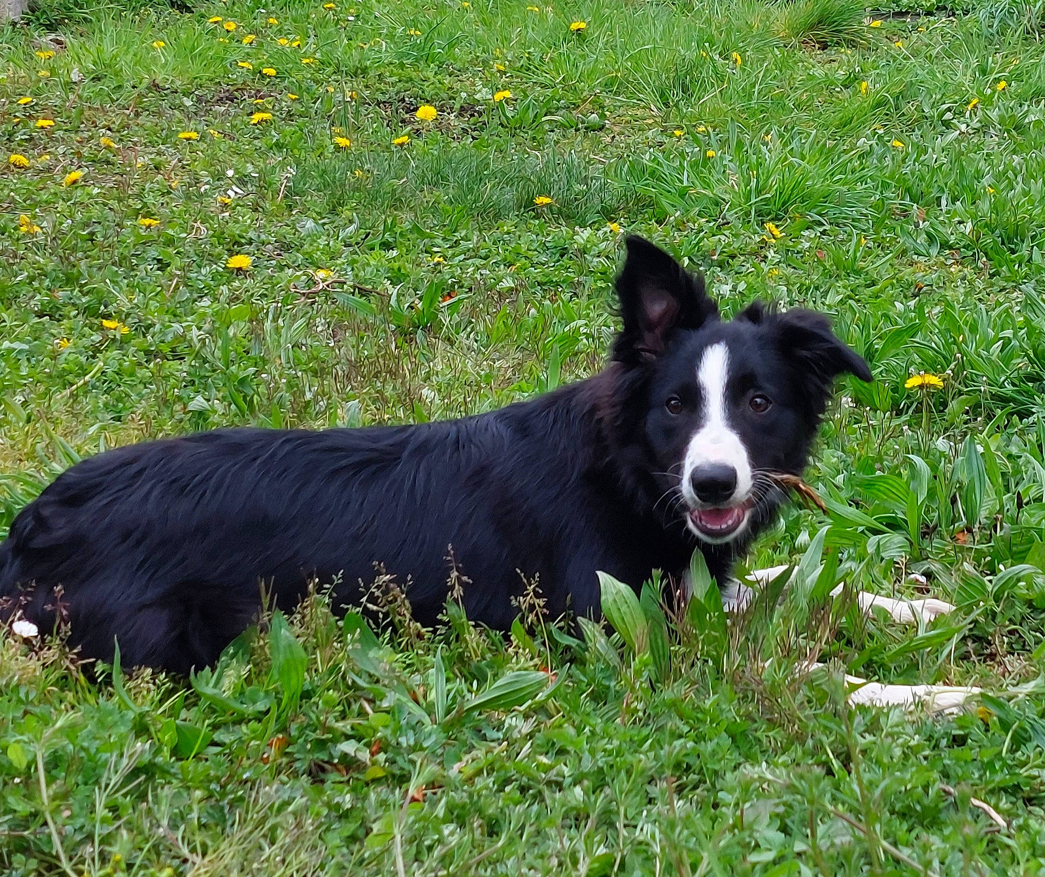 Strike participe au concours pour gagner de l'argent avec cette photo : border_collie, canidae, carnivore, companion_dog, dog, dog_breed, grass, grassland, herding_dog, mcnab, pasture, plant, snout, sporting_group, tail, terrestrial_animal, working_animal, working_dog