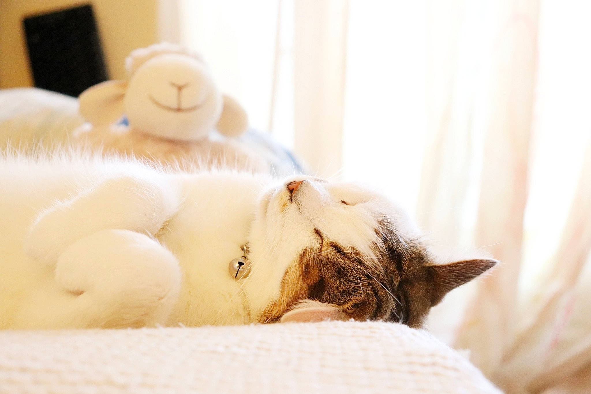 Lego participe au concours pour gagner de l'argent avec cette photo : bed, bed_sheet, bedding, carnivore, cat, comfort, curtain, ear, fawn, felidae, fur, linens, small_to_medium_sized_cats, snout, stuffed_toy, tail, textile, toy, whiskers, wood