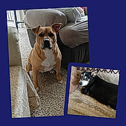 Mello And Pay-So joined the competition — help win amazing prizes! dog, indoor, carpet, couch, blanket, brown_dog, black_dog, pet, animal, relaxed, seated, furniture, home, canine, companion, resting, alert, cozy, living_room, domestic