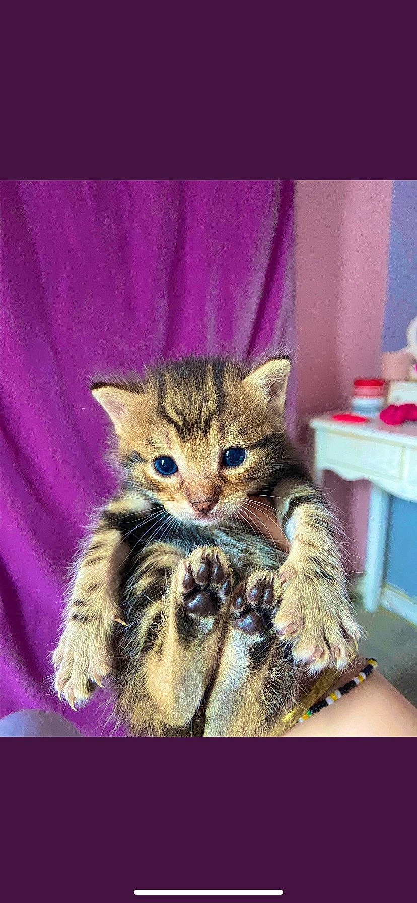 Maylow participe au concours pour gagner de l'argent avec cette photo : beauty, carnivore, cat, claw, curtain, domestic_short_haired_cat, fawn, felidae, fur, magenta, paw, photo_caption, small_to_medium_sized_cats, snapshot, snout, tail, whiskers, wildlife