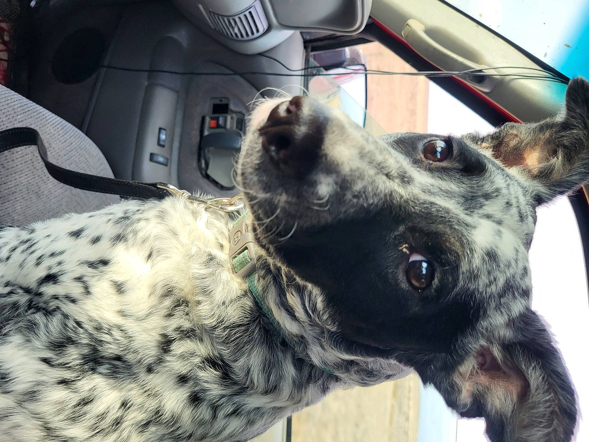 Blizzard is registered to the contest to win money with this photo: auto_part, car, car_seat, carnivore, collar, companion_dog, dog, dog_breed, fur, military_camouflage, motor_vehicle, personal_luxury_car, snout, sporting_group, steering_wheel, vehicle, vehicle_door, whiskers, windshield, working_animal