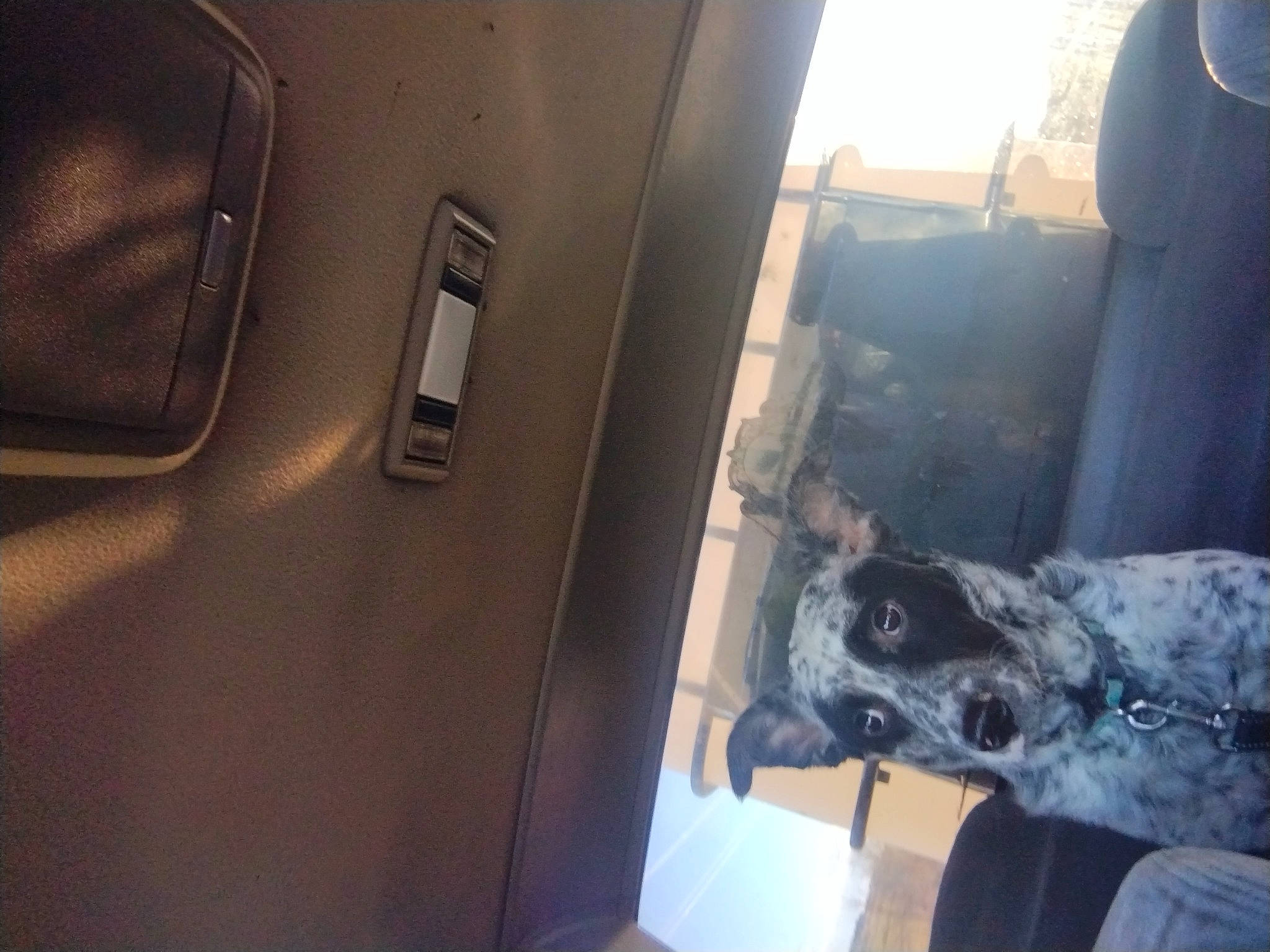 Blizzard joined the competition — help win amazing prizes! auto_part, automotive_design, automotive_exterior, automotive_lighting, automotive_tire, automotive_window_part, carnivore, dog, dog_breed, door, door_handle, family_car, glass, motor_vehicle, personal_luxury_car, sporting_group, vehicle, vehicle_door, windshield, working_animal