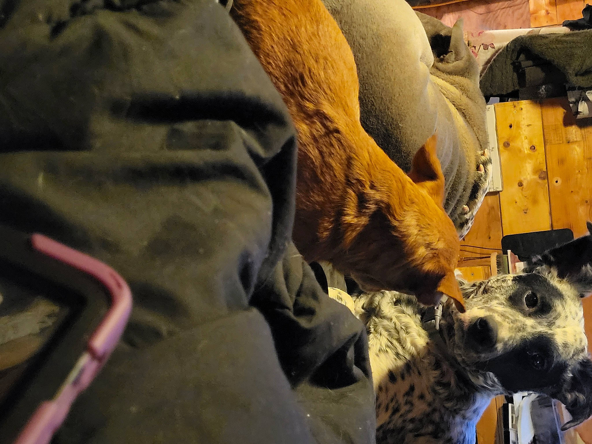 Blizzard is registered to the contest to win money with this photo: army, auto_part, comfort, dog, dog_breed, fur, helmet, landscape, machine, marines, military, military_camouflage, military_organization, military_person, motor_vehicle, personal_protective_equipment, rock, soldier, wood, working_animal