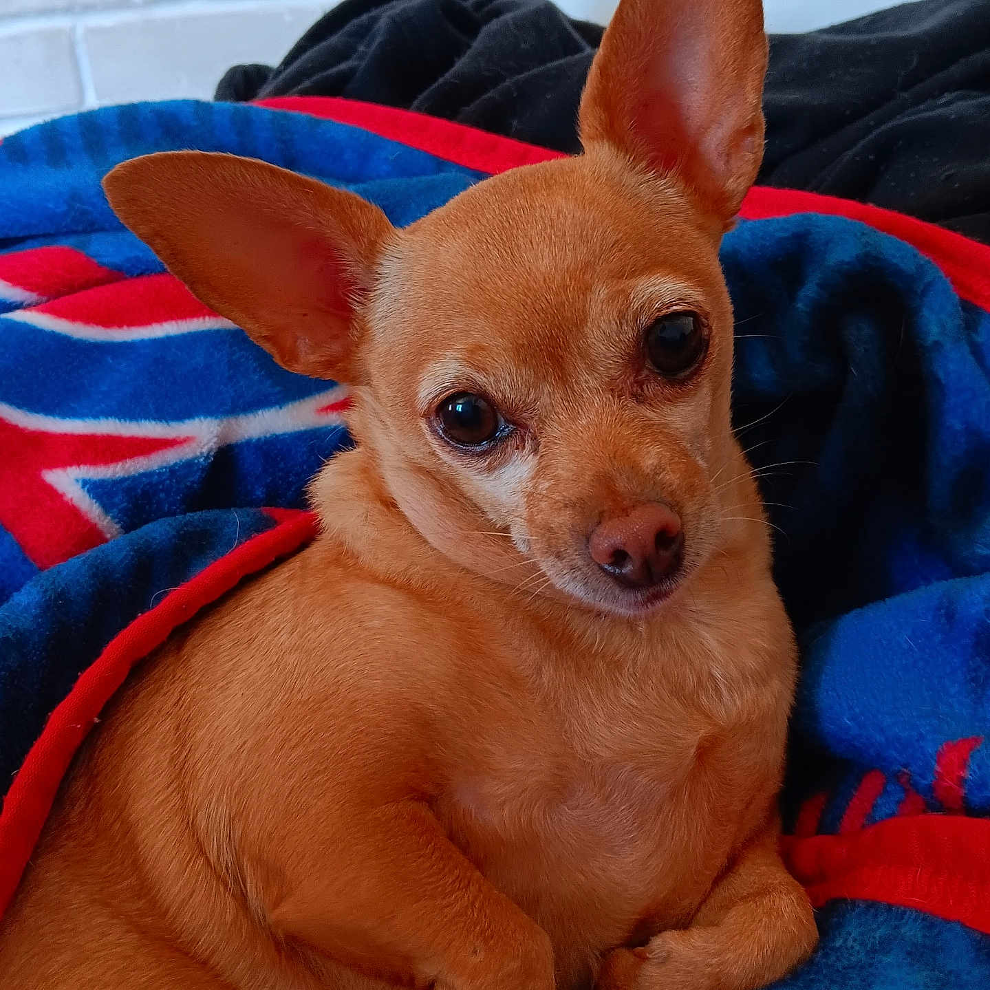 Piki is registered to the contest to win money with this photo: animal, blanket, canine, chihuahua, dog, hound, pet, puppy, terrier, towel