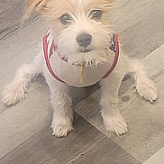 Chico joined the competition — help win amazing prizes! closeup, cute, dog, eyes, flooring, hardwood, indoor, looking_up, mobile_screenshot, nose, paw, pet, puppy, shirt, sitting, small_dog, tan_fur, tile_floor, white_fur, wood_floor