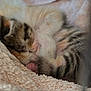 animal, blanket, closeup, comfort, cozy, cute, feline, fur, indoor, kitten, pet, resting, sleeping, snuggled, soft, striped, tabby, tiny, warm, young