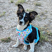 Dimit is registered to the contest to win money with this photo: puppy, dog, harness, outdoor, grass, rocky_ground, head_tilt, cute, black_and_white, brown_spots, ears, pet, animal, sitting, looking_up, young_dog, playful, colorful_harness, nature, daylight