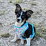 puppy, dog, harness, outdoor, grass, rocky_ground, head_tilt, cute, black_and_white, brown_spots, ears, pet, animal, sitting, looking_up, young_dog, playful, colorful_harness, nature, daylight