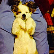 Ellie Mae is registered to the contest to win money with this photo: