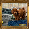 Domino joined the competition — help win amazing prizes! dog, puppy, brown, fluffy, toy, rug, blanket, cage, pet, indoors, cozy, furry, animal, cute, small, frame, portrait, playful, domimo, decorative_frame