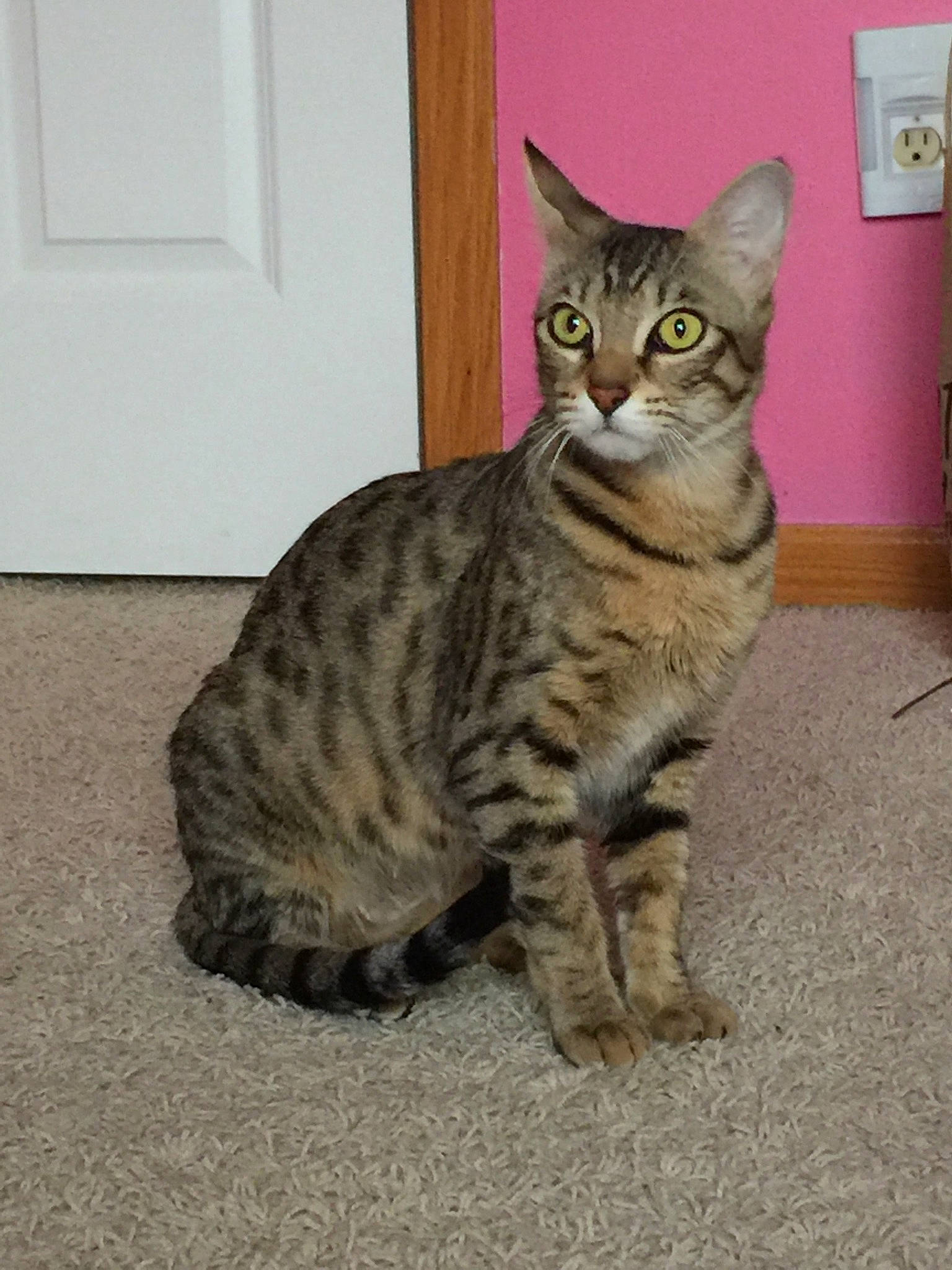 Calisi joined the competition — help win amazing prizes! arabian_mau, asian, australian_mist, bengal, california_spangled, carnivore, cat, domestic_short_haired_cat, dragon_li, european_shorthair, felidae, kitten, mammal, ocicat, pixie_bob, savannah, small_to_medium_sized_cats, tabby_cat, vertebrate, whiskers