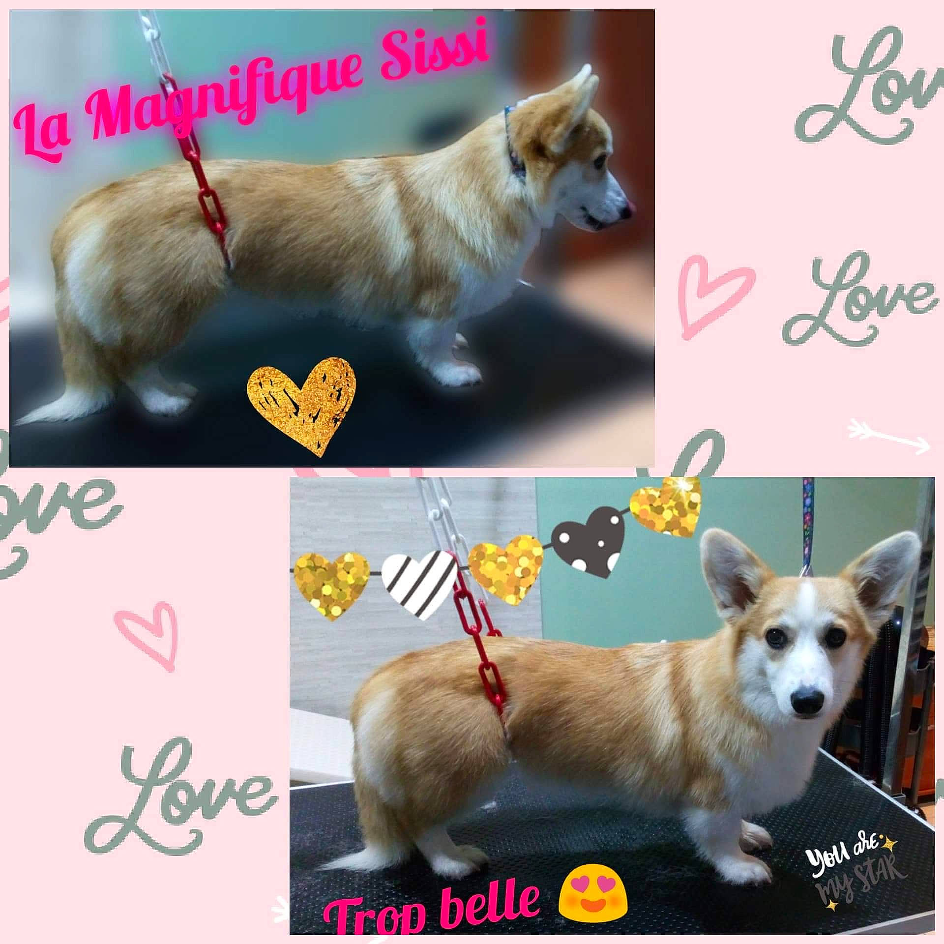 Sissi a rejoint le concours — aidez-le/la à gagner de superbes lots ! art, canidae, carnivore, collage, collar, companion_dog, dog, dog_breed, dog_collar, dog_supply, fawn, font, happy, paw, pet_supply, photo_caption, sharing, sporting_group, tail, toy_dog