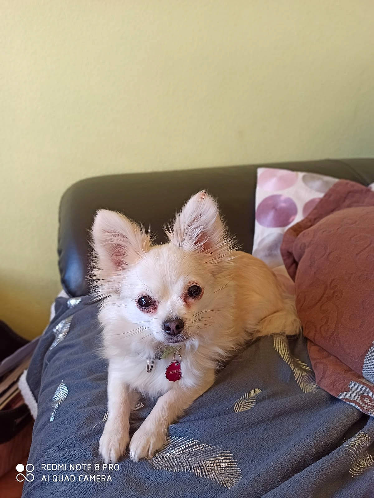 Marcia a rejoint le concours — aidez-le/la à gagner de superbes lots ! canidae, carnivore, chihuahua, companion_dog, dog, dog_breed, ear, fawn, mammal, pomeranian, puppy, skin, toy_dog, vertebrate, whiskers