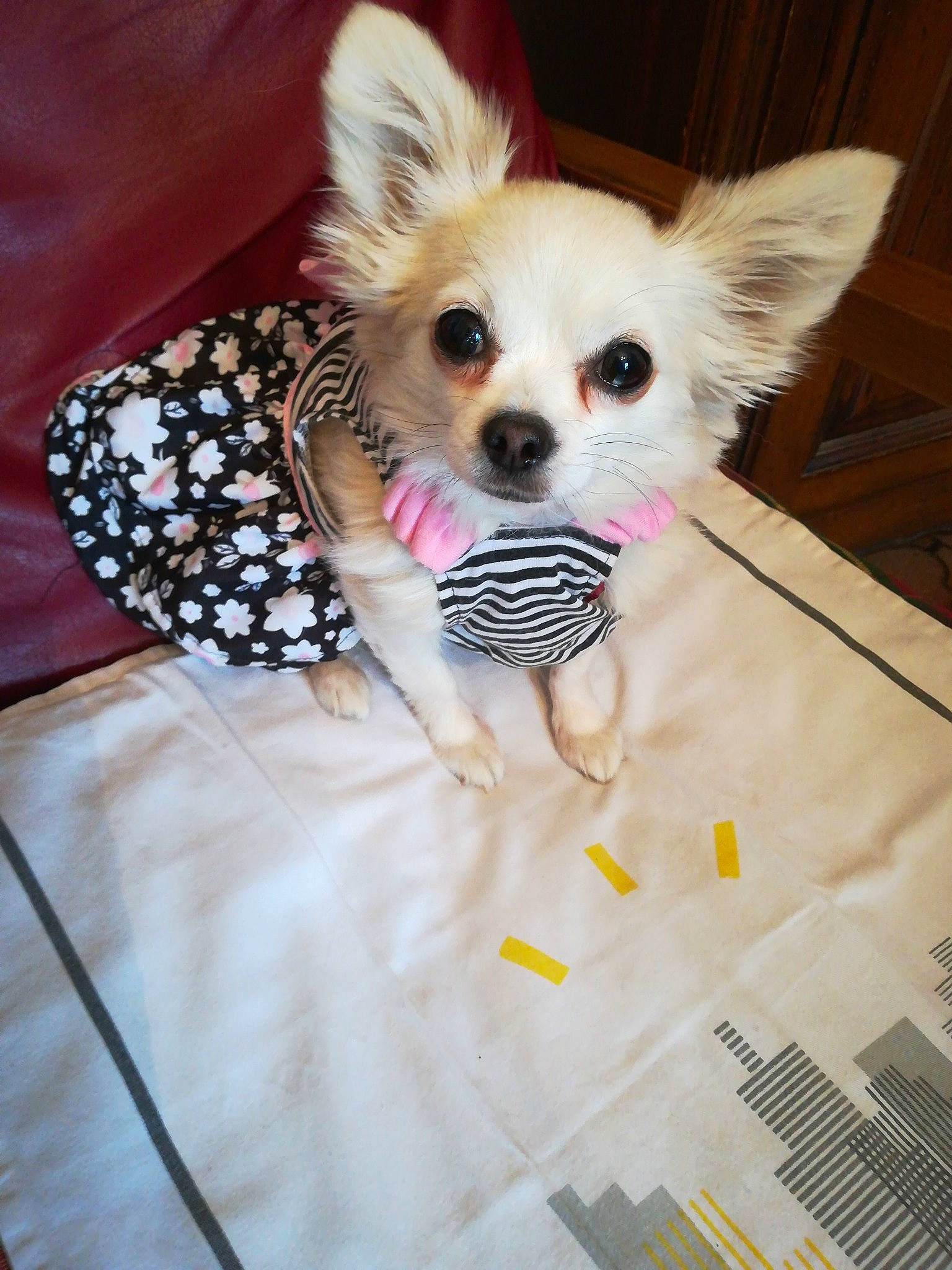 Marcia participe au concours pour gagner de l'argent avec cette photo : canidae, carnivore, chihuahua, companion_dog, dog, dog_breed, dog_clothes, ear, eye, fawn, fur, puppy, snout, toy_dog, whiskers