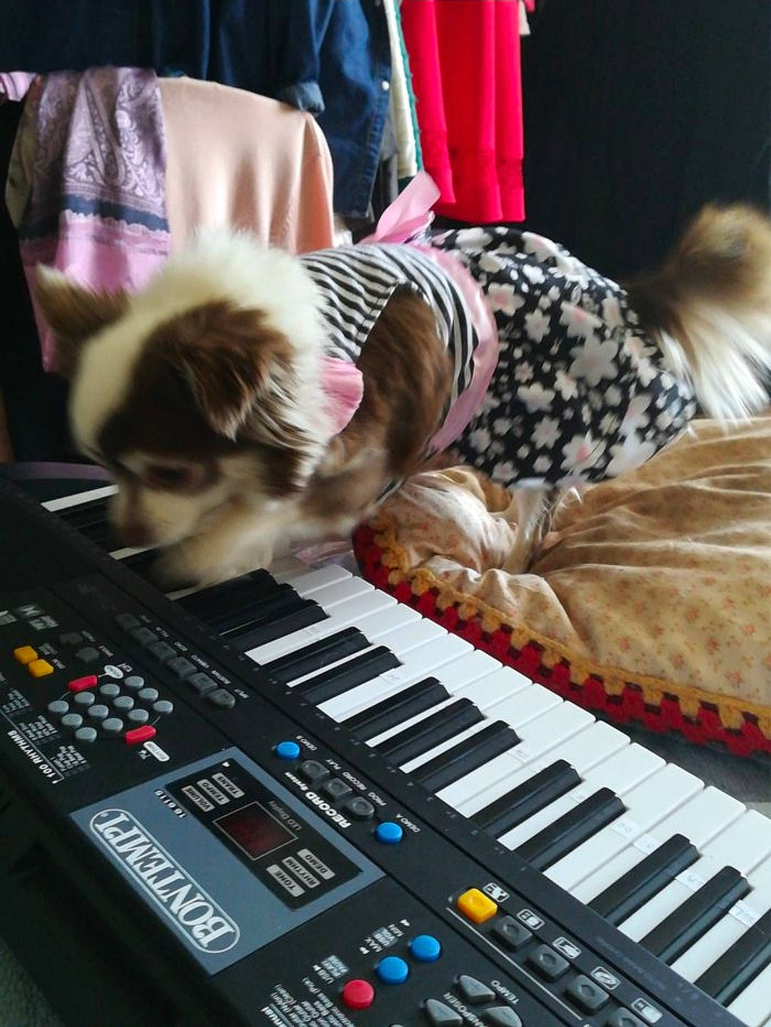 Jenny participe au concours pour gagner de l'argent avec cette photo : audio_equipment, computer, digital_piano, electric_piano, electronic_device, electronic_instrument, electronic_keyboard, electronic_musical_instrument, electronics, fawn, keyboard, keyboard_player, music, musical_instrument, musical_instrument_accessory, musical_keyboard, musician, piano, synthesizer, technology