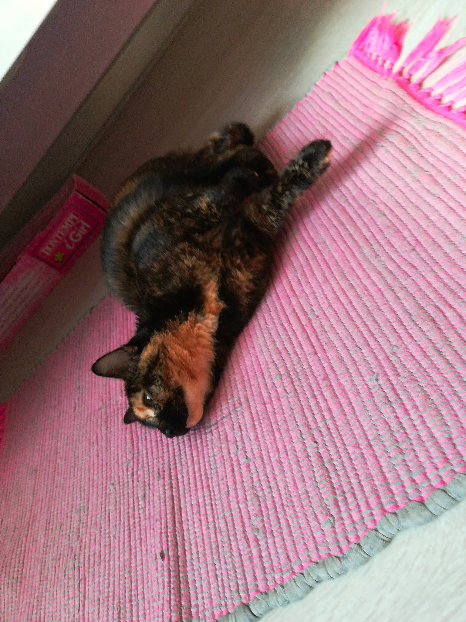 Opale a rejoint le concours — aidez-le/la à gagner de superbes lots ! carnivore, cat, fawn, felidae, fur, kitten, skin, small_to_medium_sized_cats, tail, whiskers