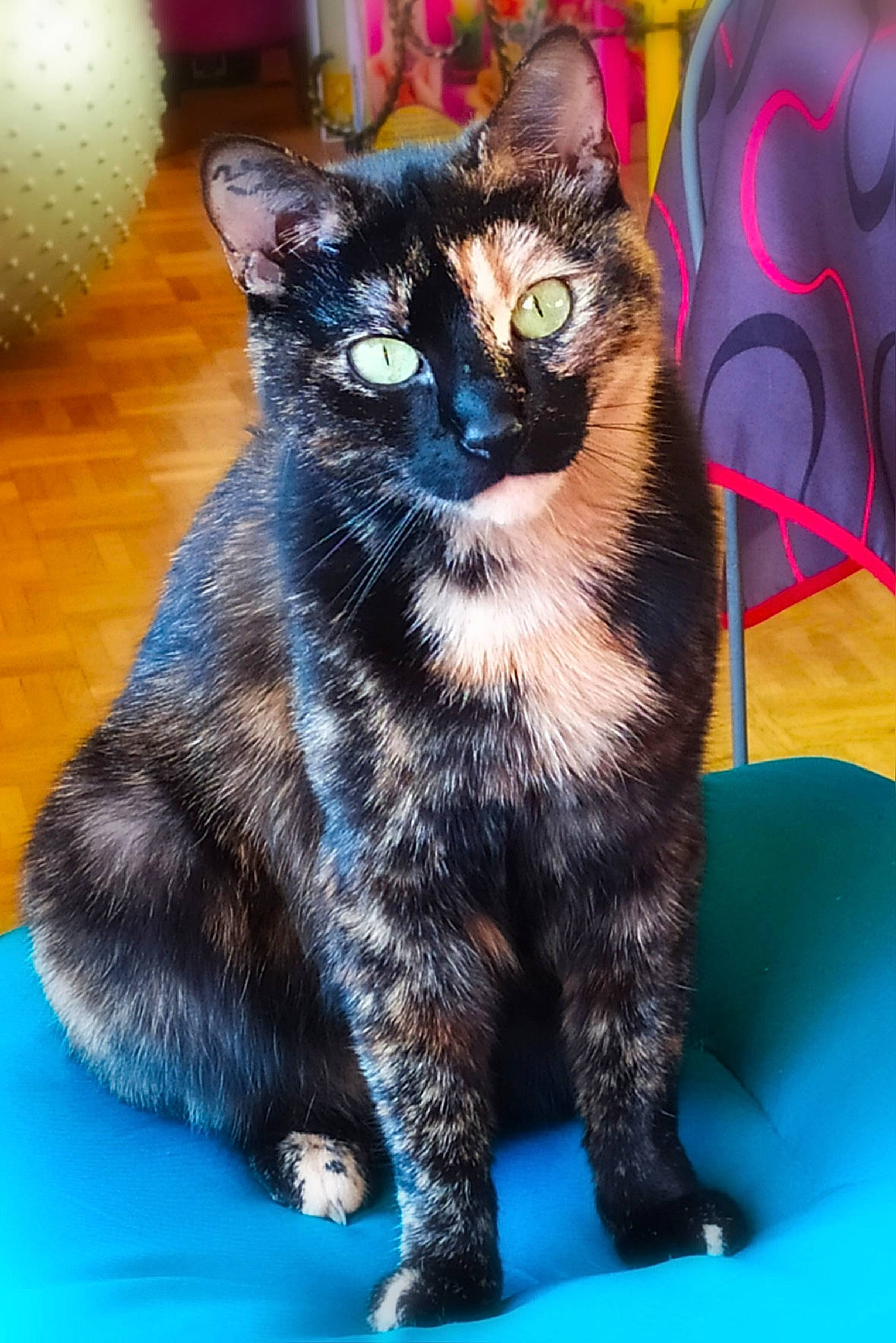 Opale a rejoint le concours — aidez-le/la à gagner de superbes lots ! american_bobtail, american_wirehair, asian, black_cat, carnivore, cat, claw, domestic_short_haired_cat, european_shorthair, felidae, fur, german_rex, kitten, kurilian_bobtail, mammal, paw, polydactyl_cat, small_to_medium_sized_cats, vertebrate, whiskers