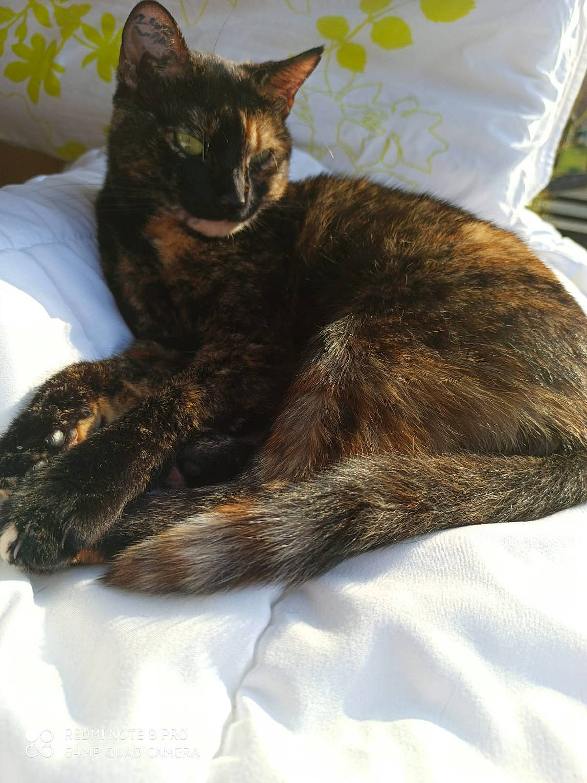 Opale participe au concours pour gagner de l'argent avec cette photo : asian, carnivore, cat, domestic_short_haired_cat, dragon_li, european_shorthair, felidae, fur, german_rex, havana_brown, small_to_medium_sized_cats, tabby_cat, tail, whiskers