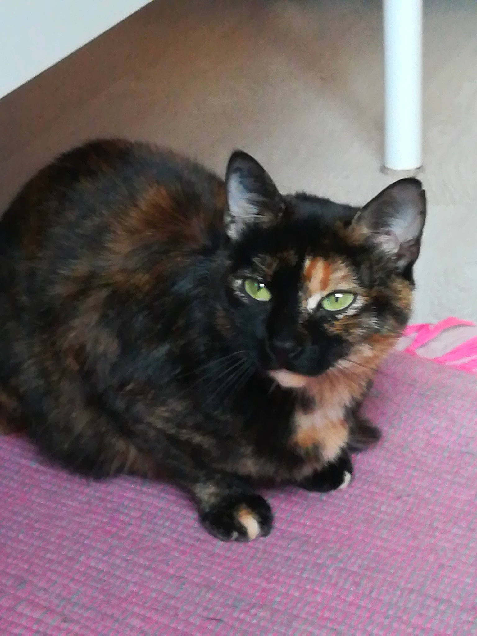 Opale a rejoint le concours — aidez-le/la à gagner de superbes lots ! asian, black_cat, carnivore, cat, cymric, domestic_short_haired_cat, european_shorthair, fawn, felidae, german_rex, kitten, mammal, small_to_medium_sized_cats, vertebrate, whiskers