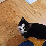 Charlie participe au concours pour gagner de l'argent avec cette photo : animal, black_and_white, cat, close_up, curious, domestic, feline, flooring, food_bowl, home, indoor, jeans, kibble, knees, looking_up, person, pet, shadow, wooden_floor, yellow_eyes