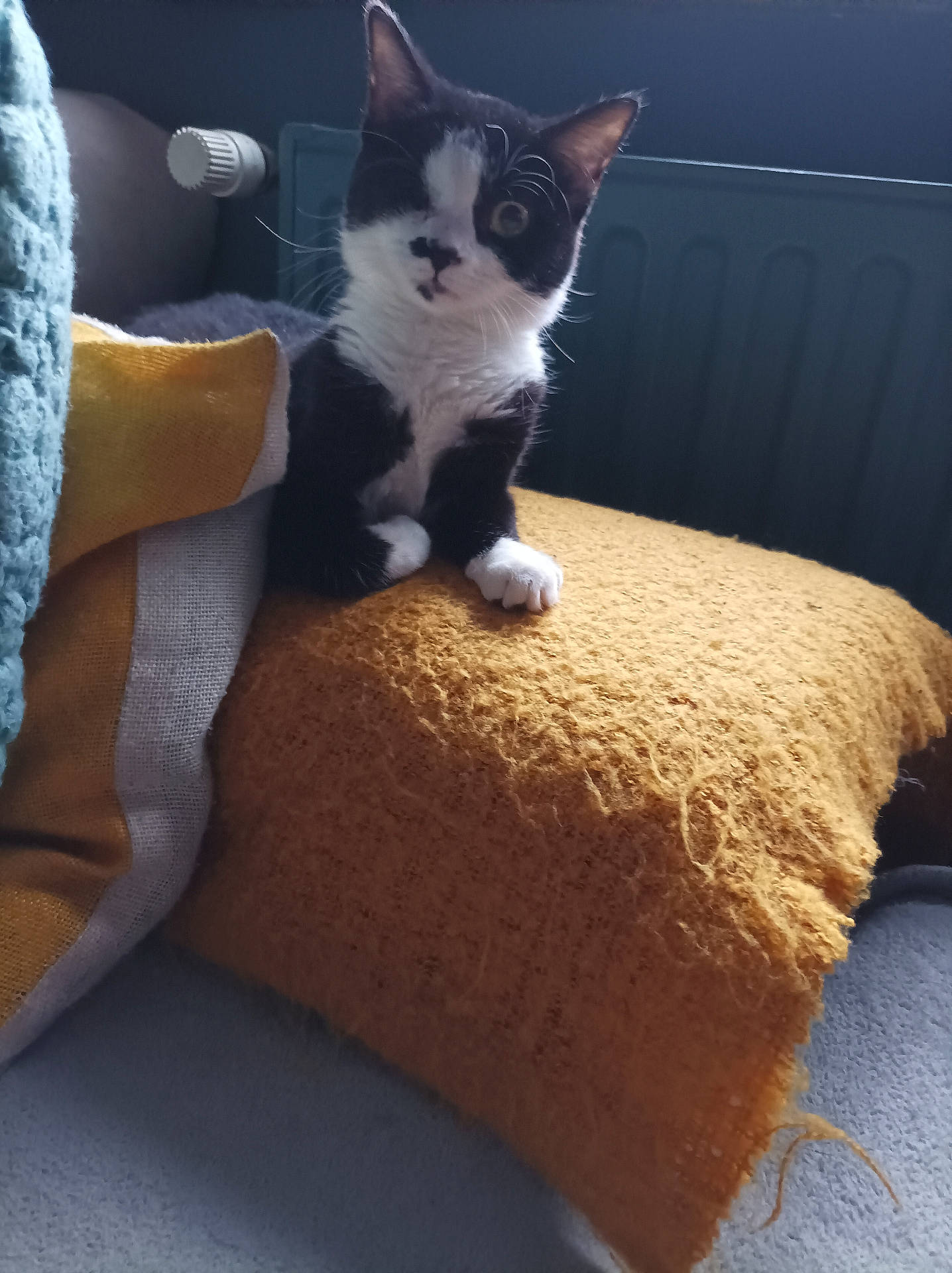 black_and_white, blanket, cat, comfort, cozy, curious, cushion, domestic, feline, fur, home, indoors, pet, pillow, relaxation, resting, sitting, soft_light, texture, whiskers