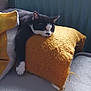 animal, black_and_white, blanket, cat, comfort, cozy, cushion, domestic, feline, fur, indoor, paw, pet, radiator, relaxed, resting, sleeping, soft, texture, yellow