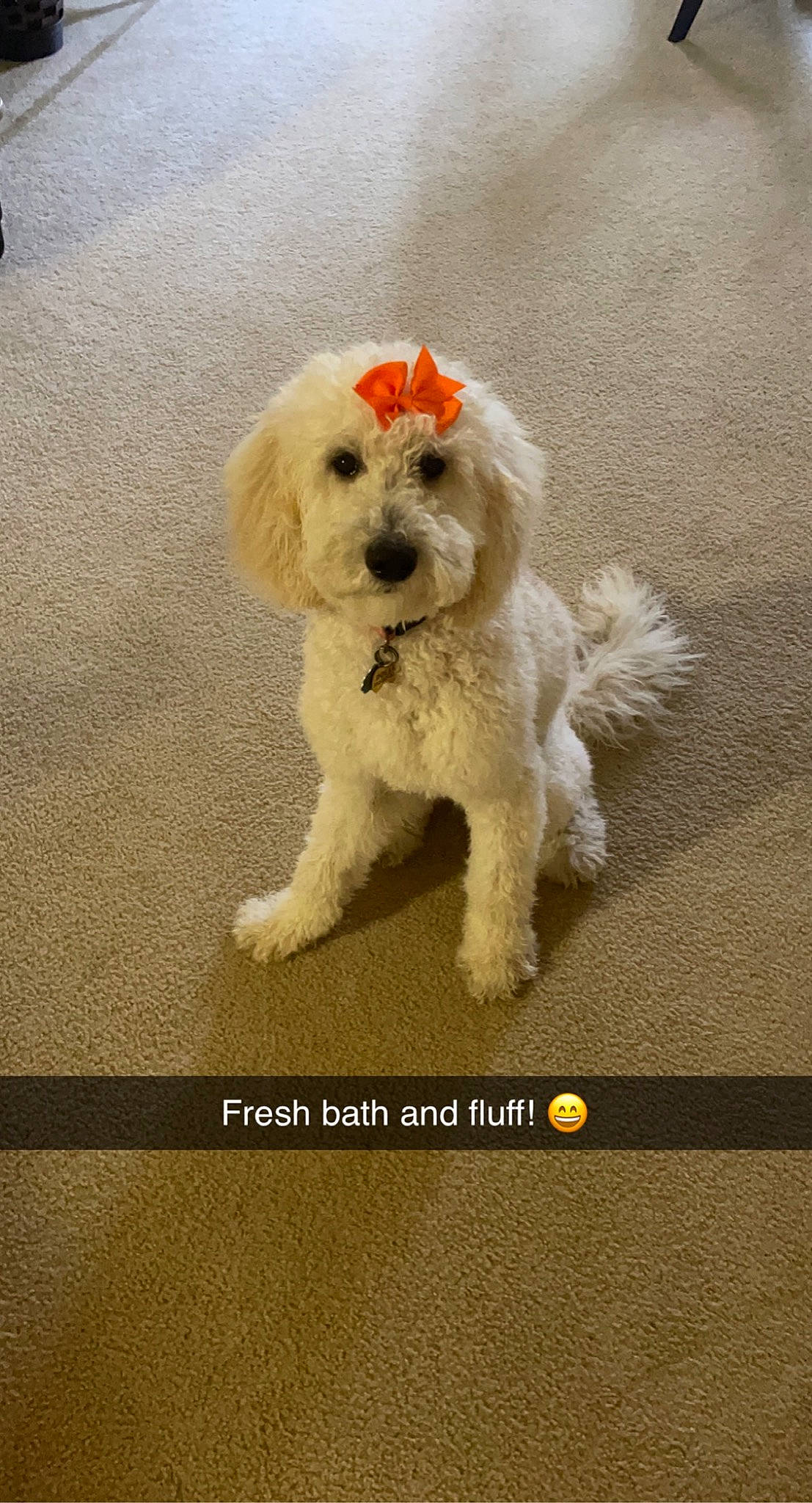 Dollie joined the competition — help win amazing prizes! canidae, carnivore, companion_dog, dog, dog_breed, dog_collar, font, fur, maltepoo, photo_caption, poodle, screenshot, small_terrier, snout, sporting_group, sunglasses, tail, terrier, toy_dog, water_dog
