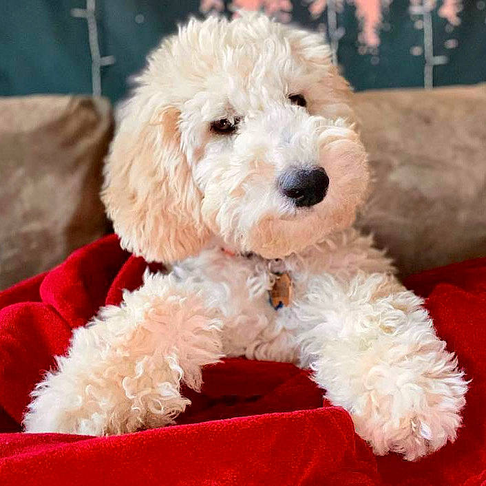 Dollie joined the competition — help win amazing prizes! bichon, canidae, carnivore, companion_dog, dog, dog_breed, dog_collar, fur, head, labradoodle, pet_supply, poodle, poodle_crossbreed, puppy_love, small_terrier, snout, sporting_group, terrier, toy_dog, water_dog