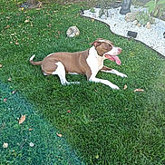 Kyra participe au concours pour gagner de l'argent avec cette photo : dog, grass, outdoor, garden, sunlight, tongue_out, greenery, stone, moai_statue, relaxing, pet, canine, nature, daylight, lawn, white_stones, bushes, tree, happy, resting