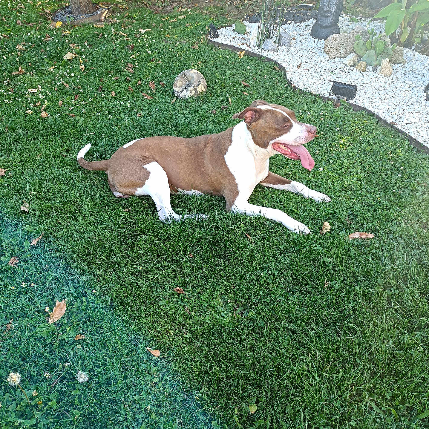 Kyra participe au concours pour gagner de l'argent avec cette photo : dog, grass, outdoor, garden, sunlight, tongue_out, greenery, stone, moai_statue, relaxing, pet, canine, nature, daylight, lawn, white_stones, bushes, tree, happy, resting
