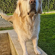 Isou a rejoint le concours — aidez-le/la à gagner de superbes lots ! animal, canine, cockerspaniel, dog, eskimodog, flagstone, goldenretriever, grass, hound, labradorretriever, lawn, path, pet, plant, puppy, sidewalk, slate, walkway, whitedog