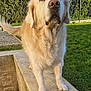 animal, canine, cockerspaniel, dog, eskimodog, flagstone, goldenretriever, grass, hound, labradorretriever, lawn, path, pet, plant, puppy, sidewalk, slate, walkway, whitedog