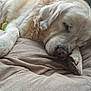 Isou participe au concours pour gagner de l'argent avec cette photo : animal, ball, blanket, canine, couch, dog, furniture, goldenretriever, homedecor, hound, husky, labradorretriever, linen, person, pet, puppy, sleeping, sport, tennis, tennisball