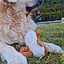 Isou participe au concours pour gagner de l'argent avec cette photo : animal, ball, canine, dog, fence, football, goldenretriever, grass, hound, labradorretriever, lawn, pet, plant, plush, puppy, soccer, soccerball, sport, toy, whitedog