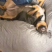 Sally is registered to the contest to win money with this photo: dog, couch, upside_down, smiling, teeth, blanket, moon_pattern, indoor, pet, relaxed, fur, sleeping_position, black, brown, white, collar, wood_floor, home, cozy, funny