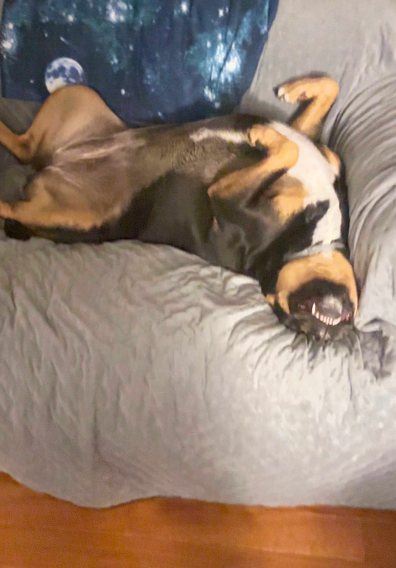 Sally is registered to the contest to win money with this photo: dog, couch, upside_down, smiling, teeth, blanket, moon_pattern, indoor, pet, relaxed, fur, sleeping_position, black, brown, white, collar, wood_floor, home, cozy, funny