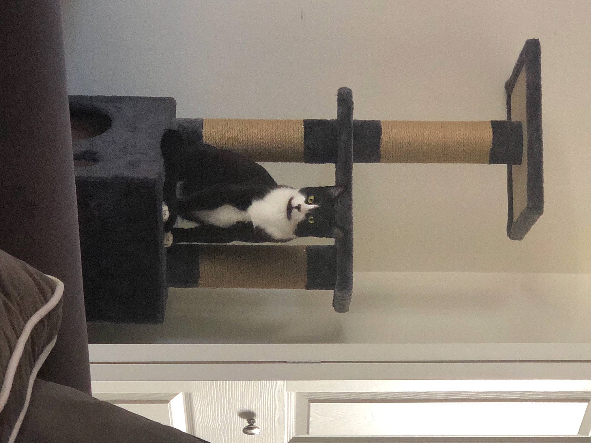 Butler is registered to the contest to win money with this photo: carnivore, cat, cat_supply, comfort, companion_dog, domestic_short_haired_cat, felidae, furniture, grey, hardwood, pet_supply, rectangle, room, shelf, shelving, small_to_medium_sized_cats, tail, whiskers, window, wood