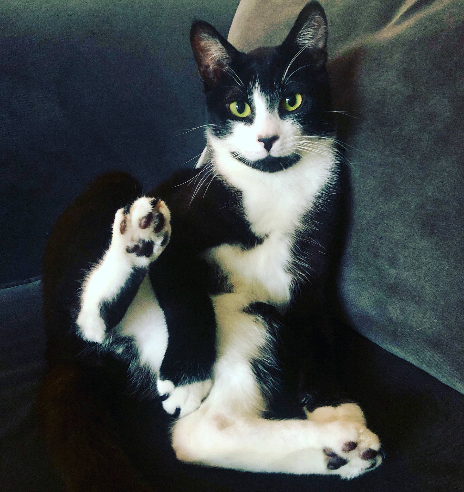 Butler is registered to the contest to win money with this photo: black_cat, carnivore, cat, claw, comfort, domestic_short_haired_cat, felidae, foot, formal_wear, fur, human_leg, lap, leg, paw, photo_caption, sitting, small_to_medium_sized_cats, snout, tail, whiskers