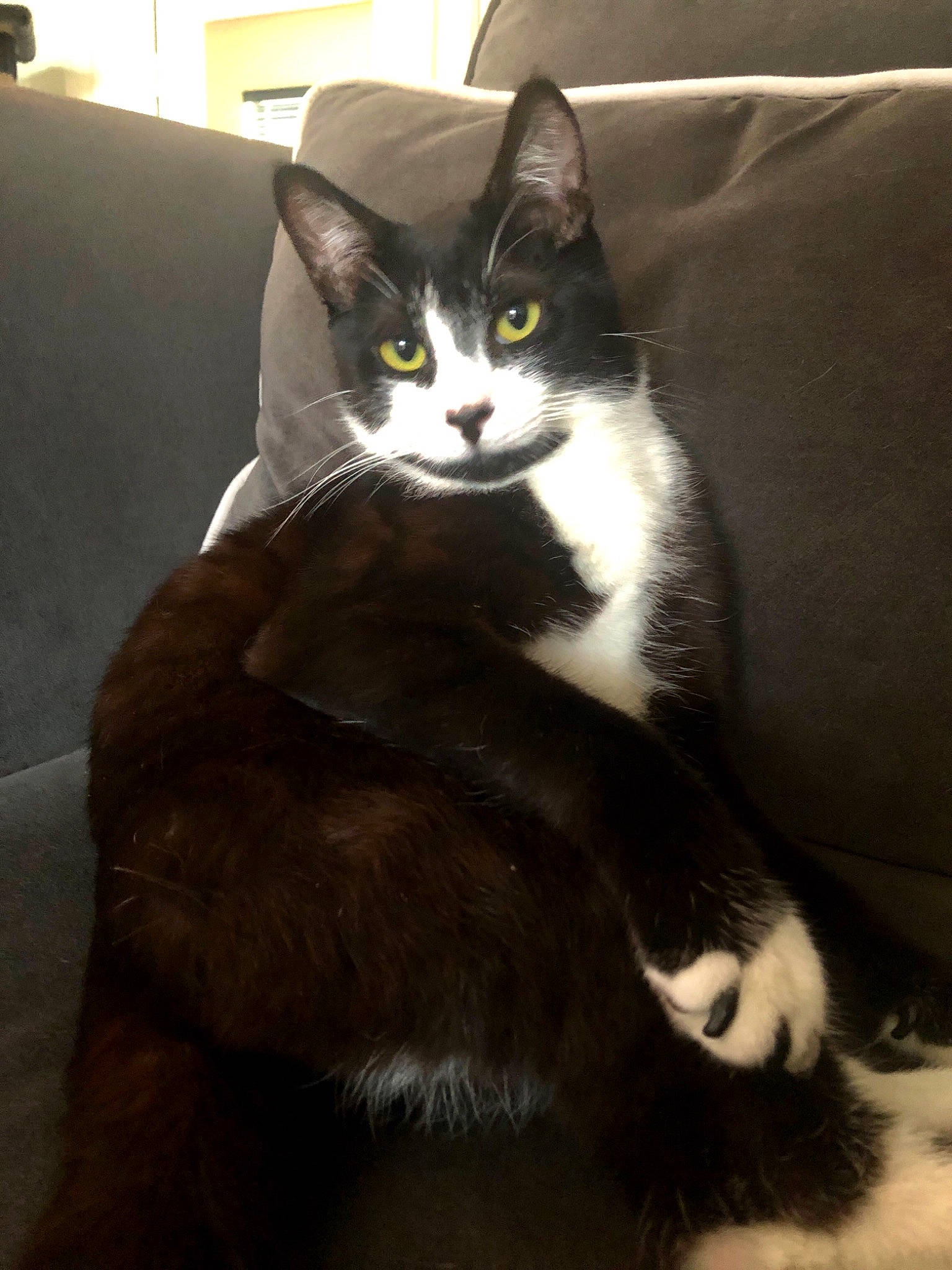 Butler joined the competition — help win amazing prizes! black_cat, carnivore, cat, comfort, couch, domestic_short_haired_cat, eye, felidae, fur, grey, hair, head, human_body, lap, paw, small_to_medium_sized_cats, snout, tail, whiskers, window