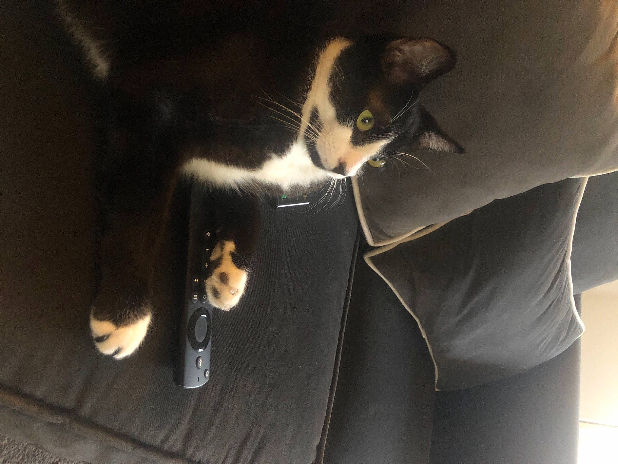 Butler joined the competition — help win amazing prizes! carnivore, cat, collar, comfort, darkness, dress_shirt, eyewear, felidae, formal_wear, fur, gesture, shadow, sleeve, small_to_medium_sized_cats, snout, suit, sunglasses, tail, tuxedo, whiskers