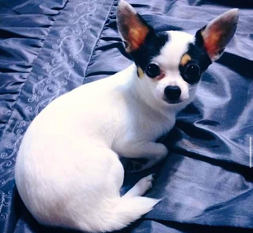 Lady is registered to the contest to win money with this photo: canidae, carmine, carnivore, comfort, companion_dog, corgi_chihuahua, dog, dog_breed, ear, fawn, fur, non_sporting_group, paw, snout, sporting_group, terrestrial_animal, toy_dog, whiskers, working_animal