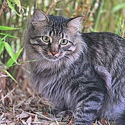 Swirly is registered to the contest to win money with this photo: animal, bamboo, brown, cat, closeup, crouching, curious, fluffy, forest, fur, gray, green_eyes, leaves, mammal, nature, outdoor, pet, portrait, tabby, wildlife