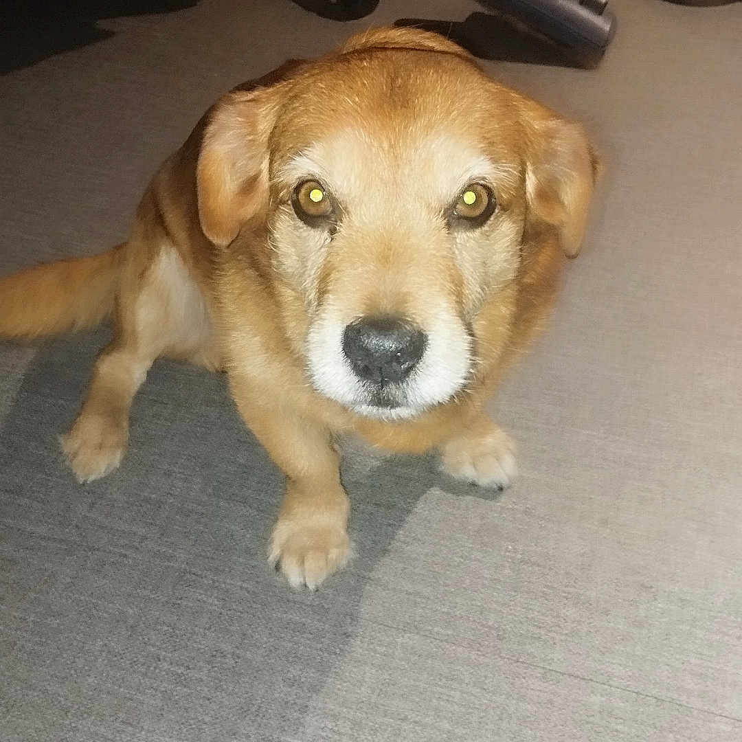 Setter Irlandais participe au concours pour gagner de l'argent avec cette photo : accessories, animal, beagle, canine, dog, furniture, goldenretriever, gun, hound, husky, indoors, interiordesign, labradorretriever, leash, machine, pet, puppy, spoke, strap, weapon